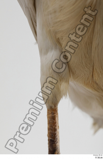 Stork  2 leg 0012.jpg